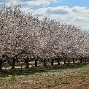 Rural Funds launches lawsuit against short seller Bonitas Research Rural Funds launches lawsuit against short seller Bonitas Research